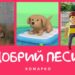 Повчальні історії Марка. Чужий добрий песик