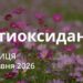 Ранкові натхнення 29 травня 2026